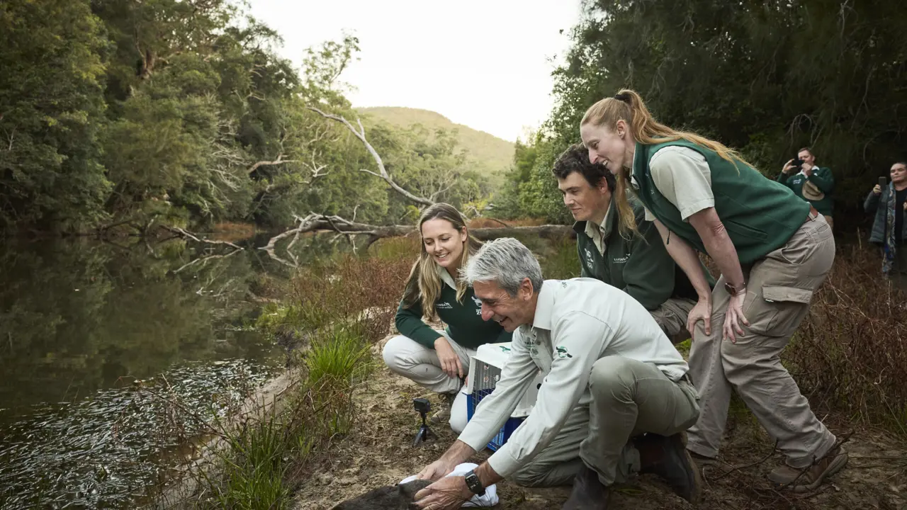 First platypus translocation in NSW results in breeding success