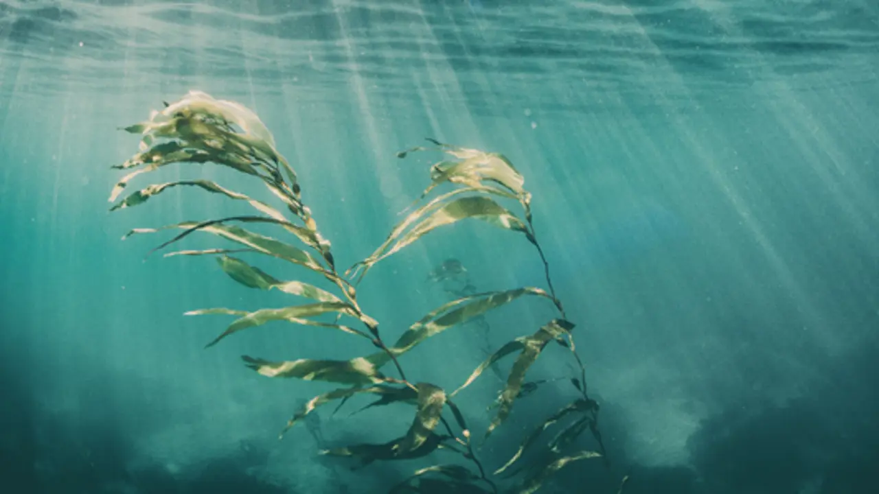 Promising Climate Project Funded