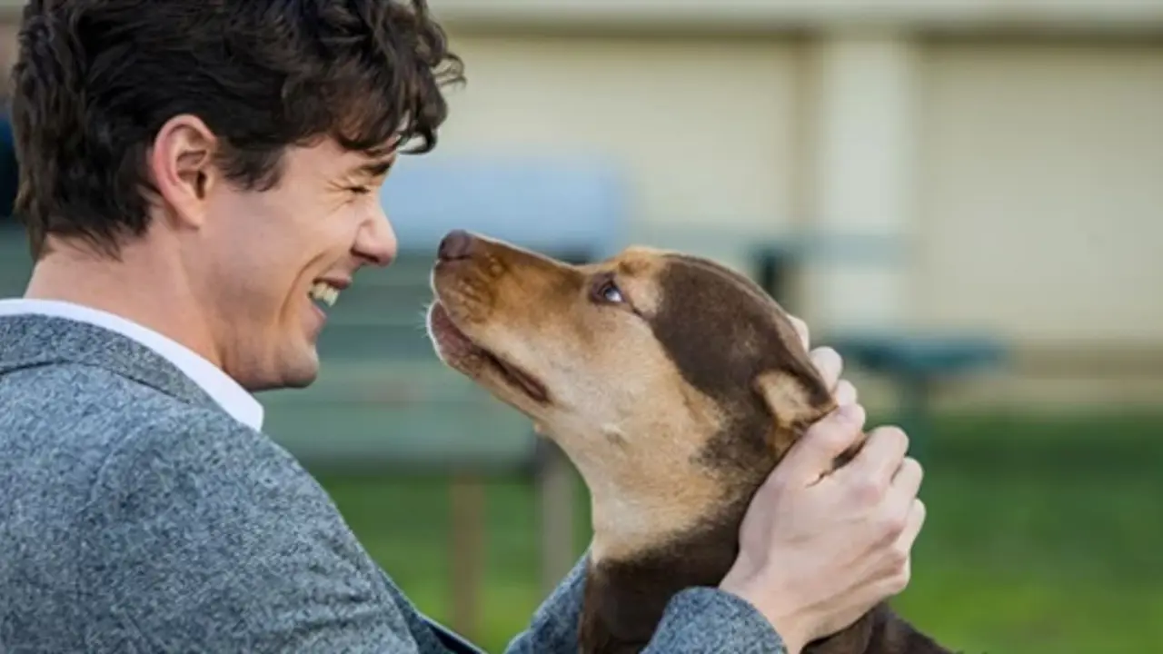 Heartwarming tale of ‘A Dog’s Way Home’