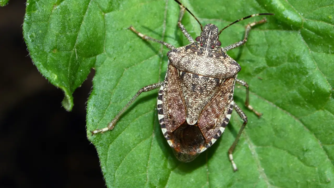 Stinky stowaways found lurking in NSW luggage 