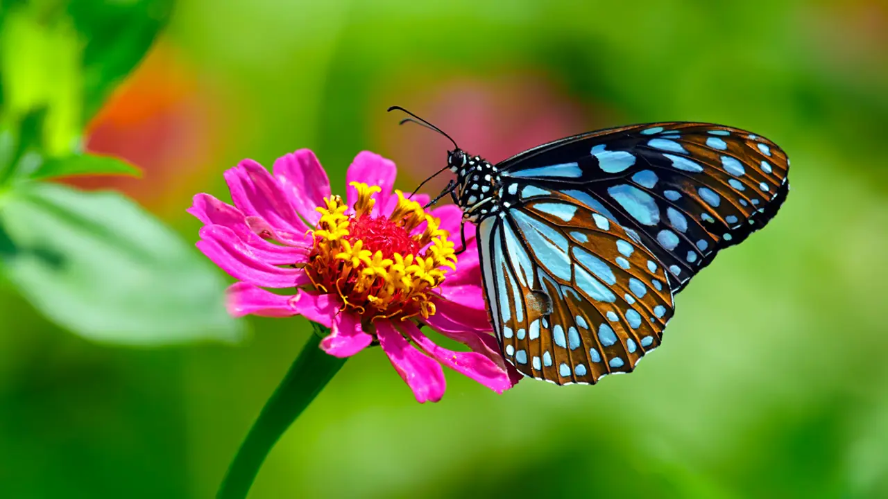 What do we lose when species die out?