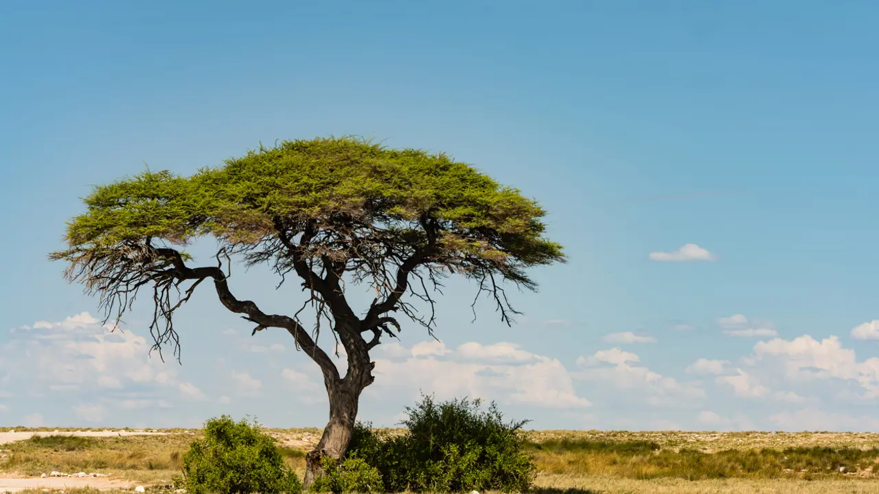 Getting in touch with nature in isolation
