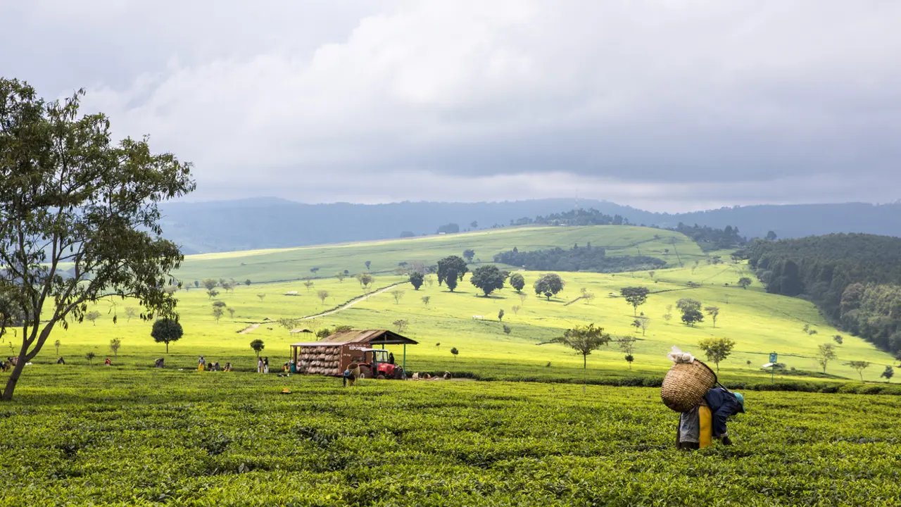 Fairtrade Fortnight 2020 begins