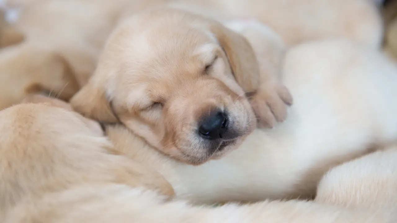 A labradorable cause