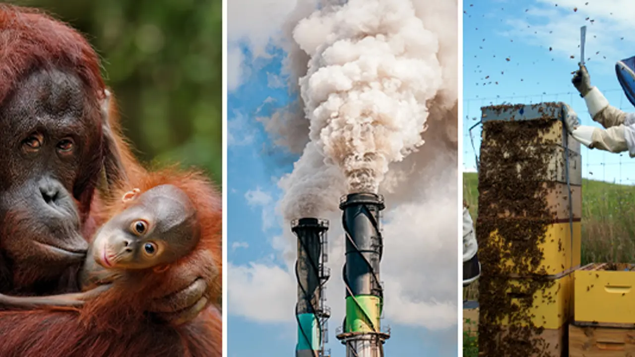 Rapid extinction threatens one million species warns UN report