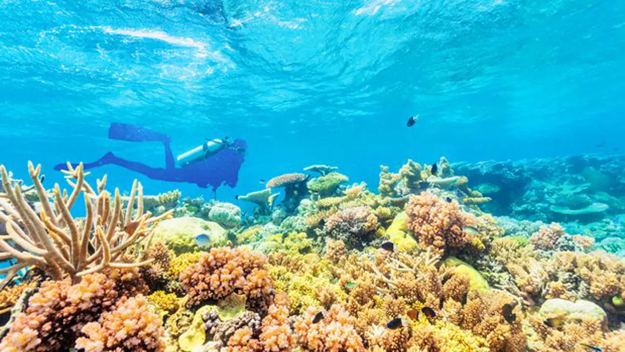 It’s time to act to save the Reef, finds new report
