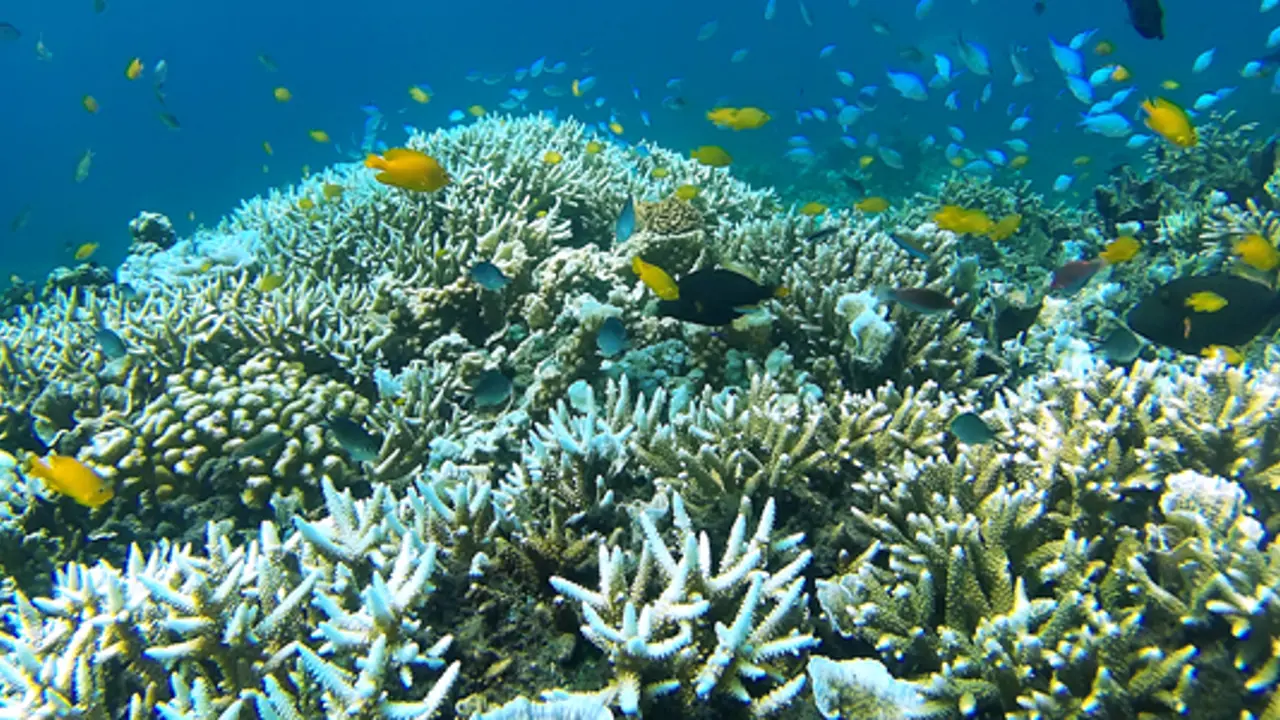 “Very poor” Great Barrier Reef to feature man-made attractions