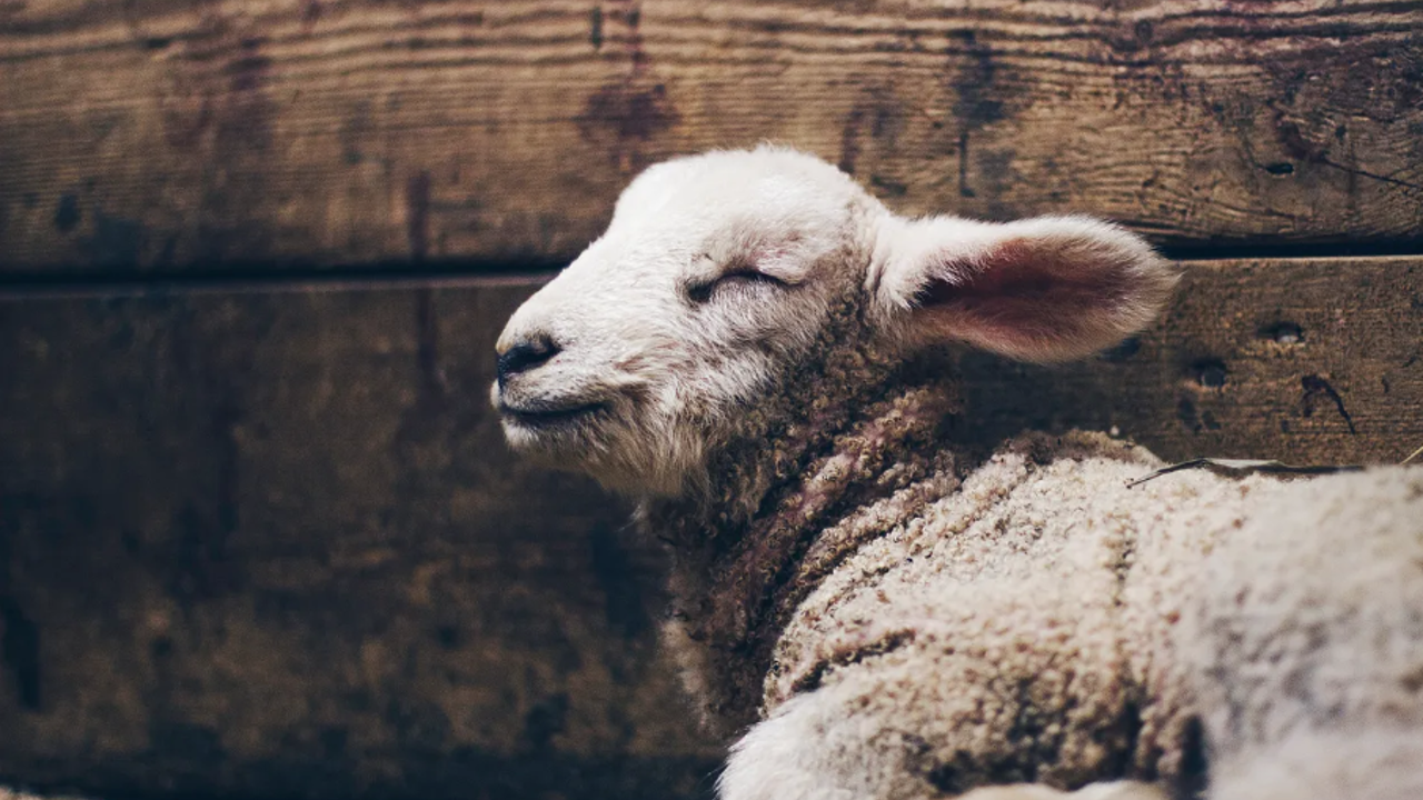 The Way of the Lamb of God