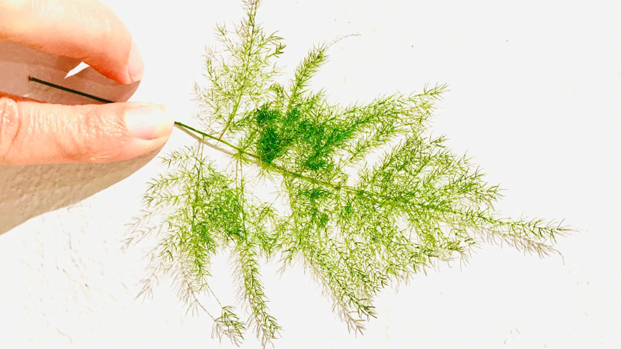 Learning from Pioneering Species