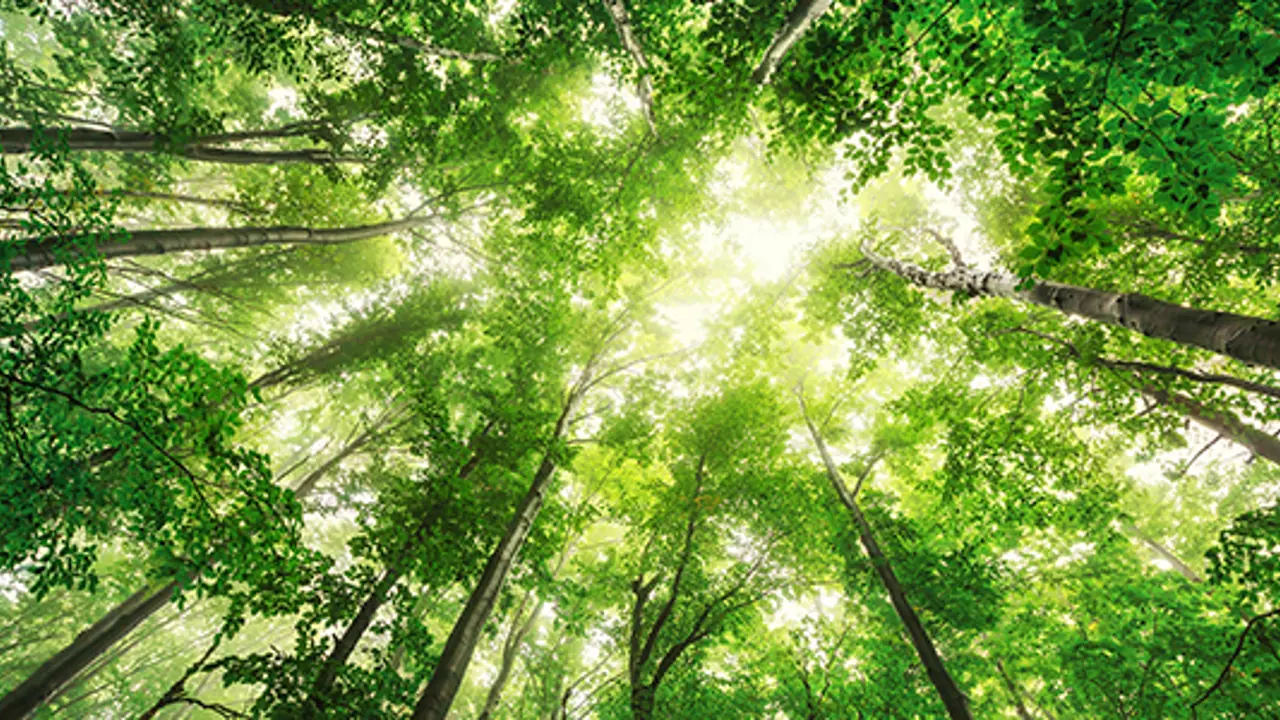 Save our planet 5 steps at a time