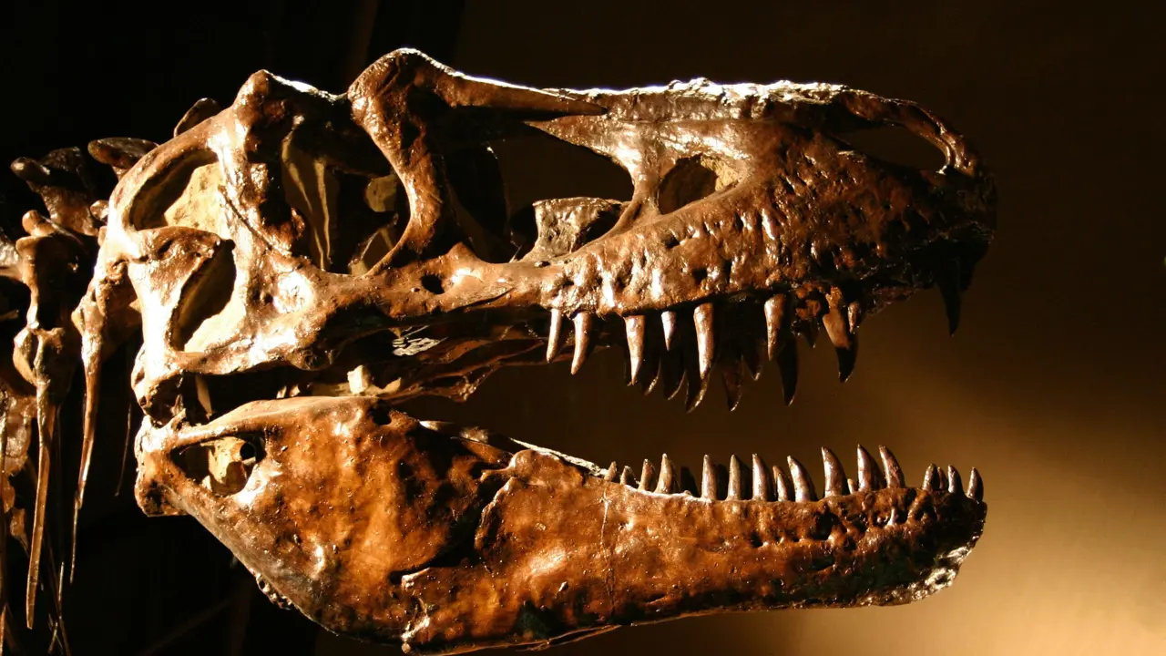 Was the Tyrannosaurus three species?
