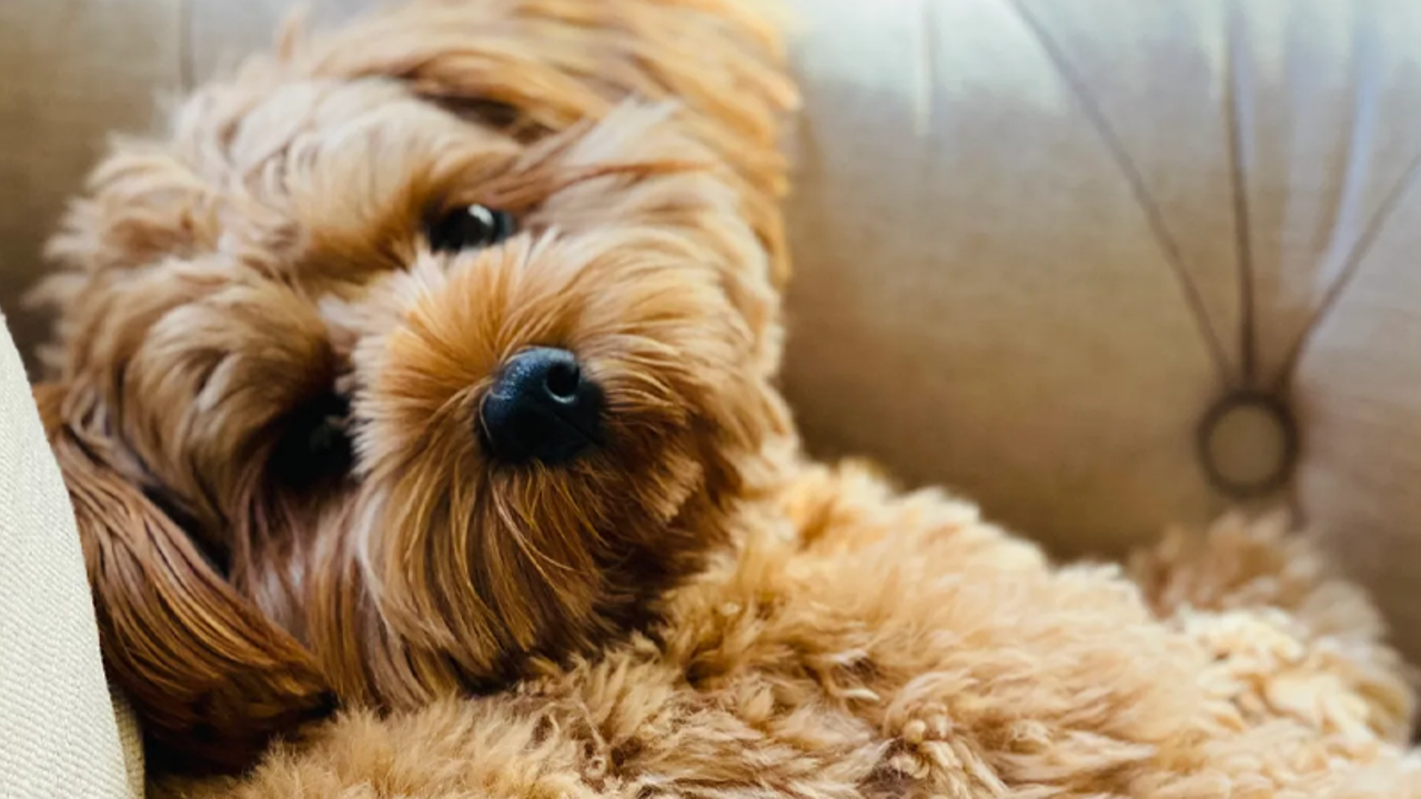 A Rude Dog and Making Eye Contact