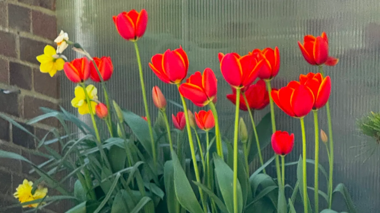 Lilies and Birds