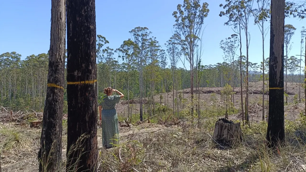 Community members gather on Gumbaynggirr Country to lament the loss of forests and build hope through love