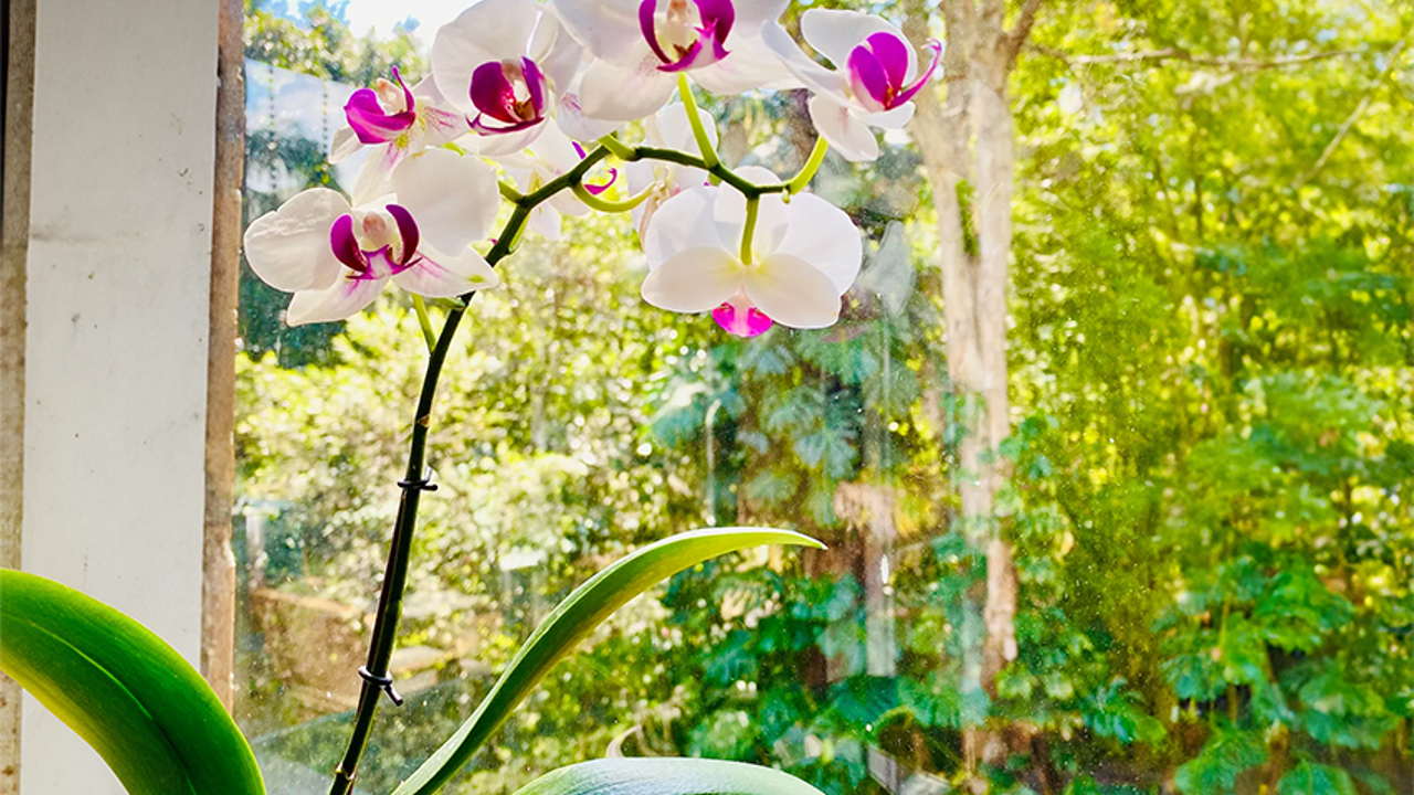 Flowers aren’t supposed to last forever