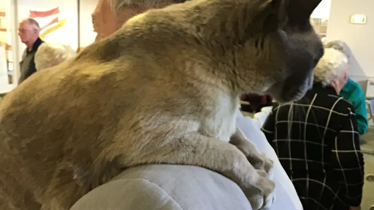 Blessing of the animals services to continue